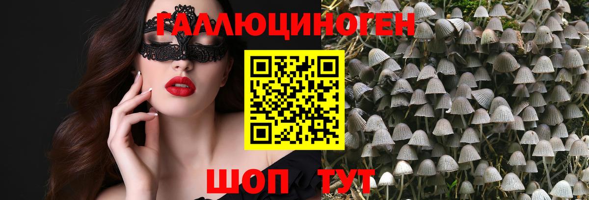 Галлюциногенные грибы Psilocybe Сыктывкар